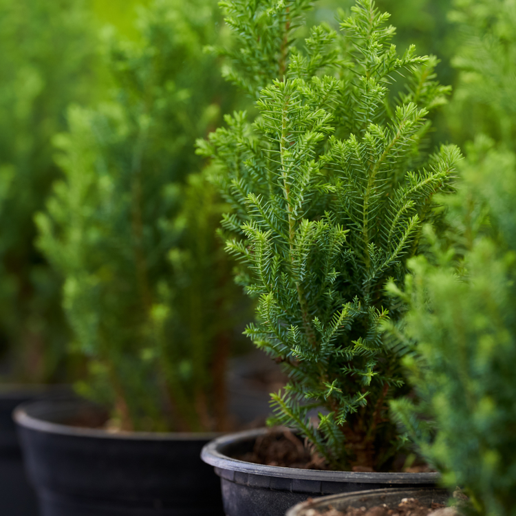 European Black Pine Ornamental Tree Pot Grown 10L 60/80cm