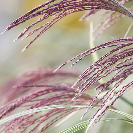 Flamingo Maiden Ornamental Grasses Pot Grown 7.5L (x28) Multi-deal