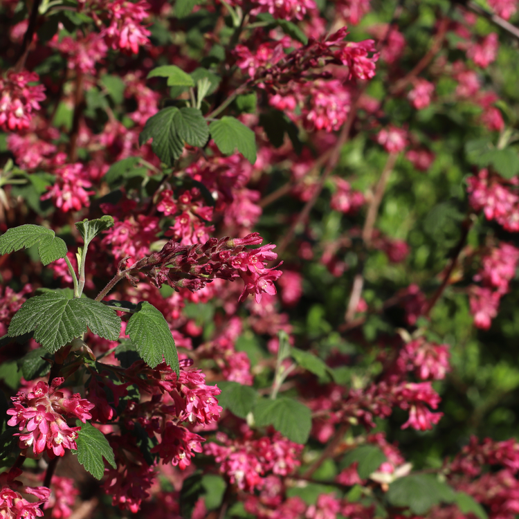 Flowering Currant Bare root 60/80cm (x100) Multi-deal