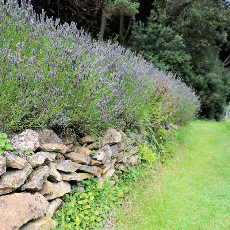 French Lavender Pot Grown 2L 20/40cm