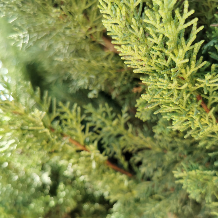 Golden Leylandii Pot Grown 7.5L 150/175cm