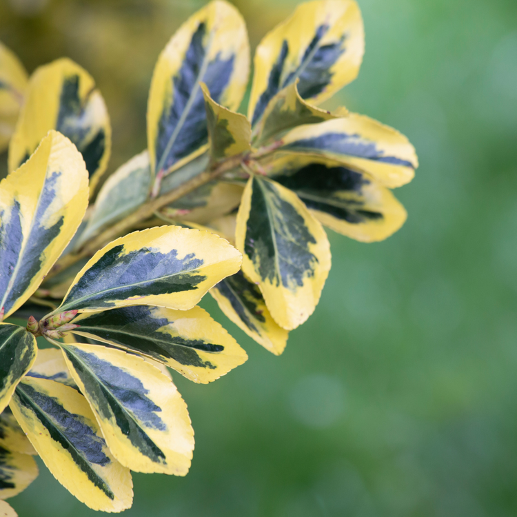 Golden Variegated Japanese Spindle Italian Plants Pot Grown 9.5L 60/80cm