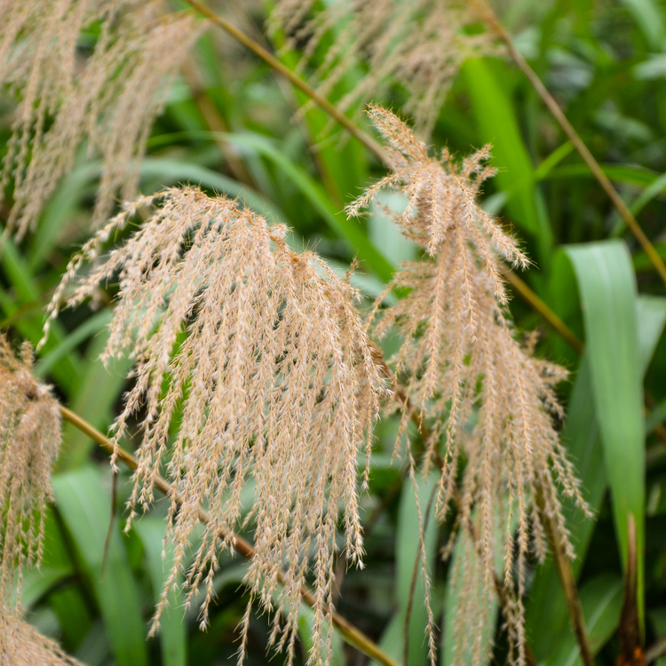 Gracillimus Maiden Ornamental Grasses Pot Grown 2L