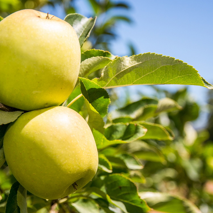 Granny Smith Apple Fruit Tree Bare root 125/150cm (x250) Multi-deal