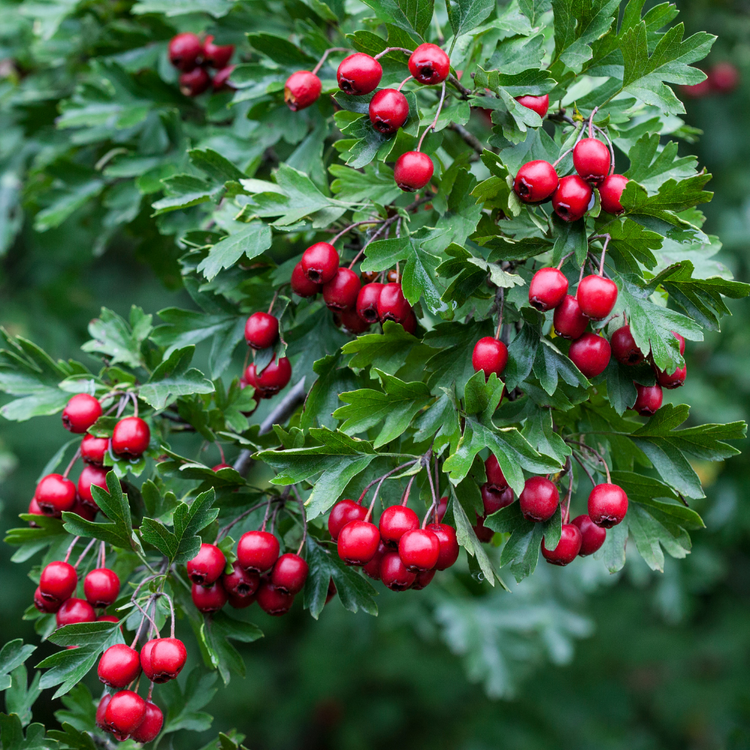 Hawthorn Pot Grown 2L 100/125cm (x50) Multi-deal