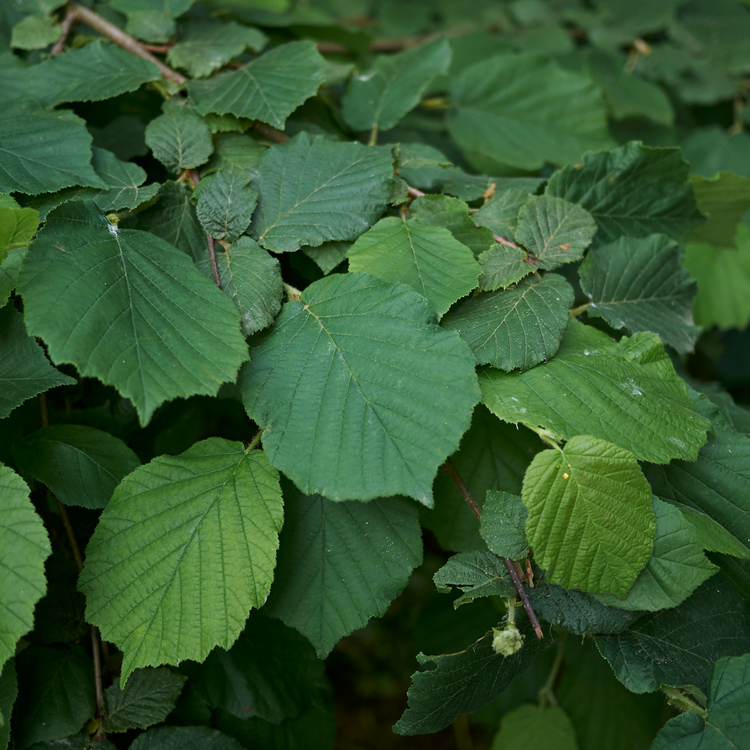 Hazel Pot Grown 2L 60/80cm (x50) Multi-deal