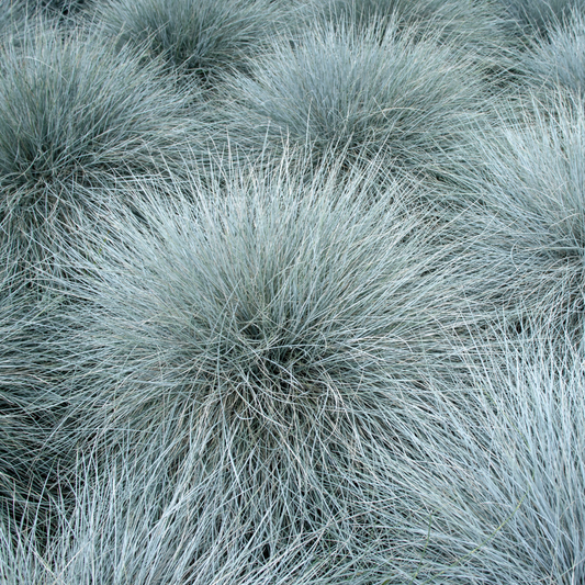 Intense Blue Fescue Ornamental Grasses Pot Grown 5L