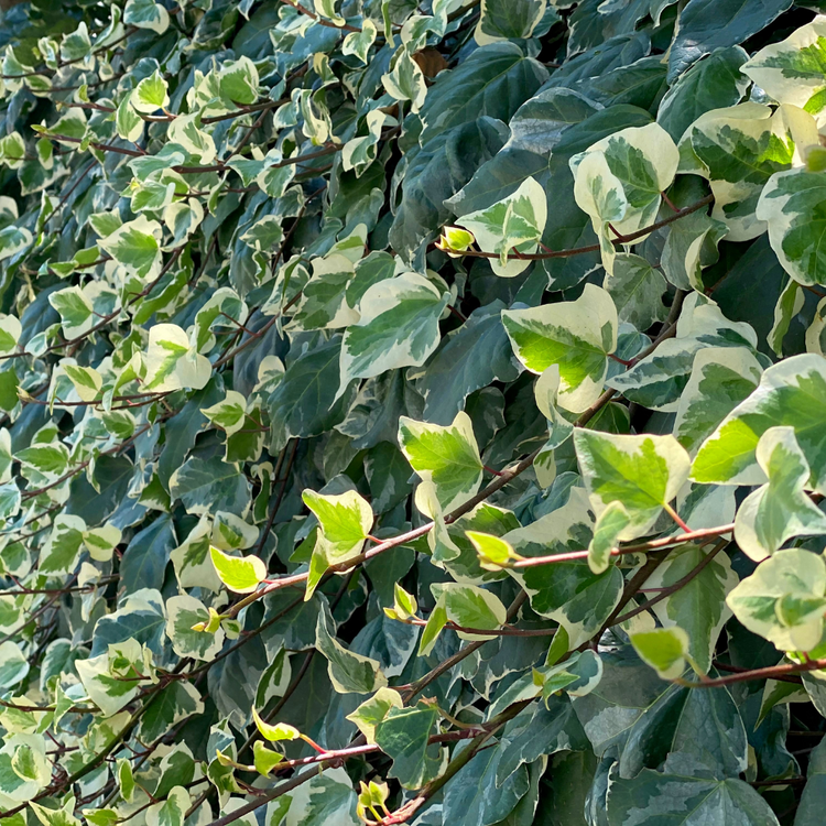 Irish Ivy Pot Grown 2L 20/40cm (x50) Multi-deal