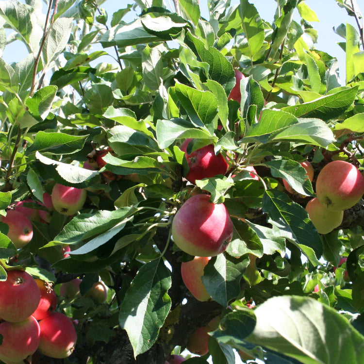 Compact Laurel collection (Prunus laurocerasus 'Otto Luyken')