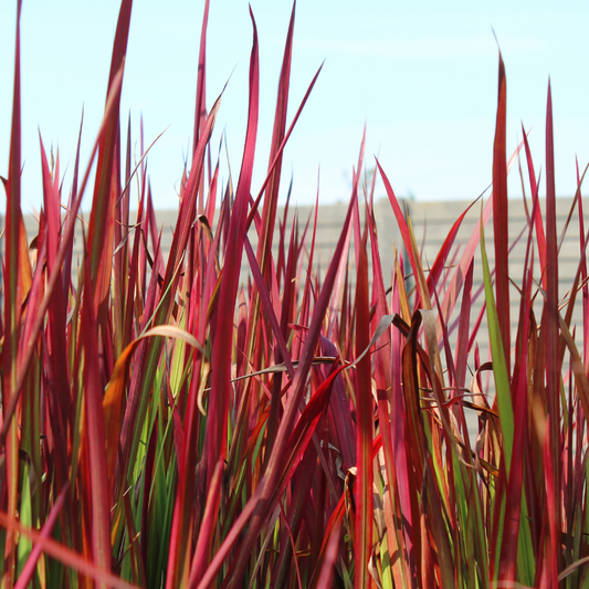 Japanese Blood Ornamental Grasses Pot Grown 5L (x40) Multi-deal