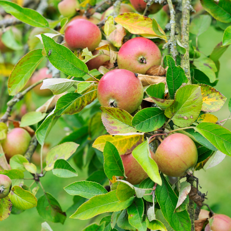 Laxtons Superb Apple Fruit Tree Pot Grown 10L 1/2 Std (x14) Multi-deal