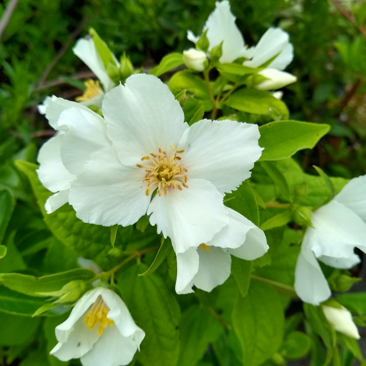 Mock Orange Pot Grown 2L 40/60cm