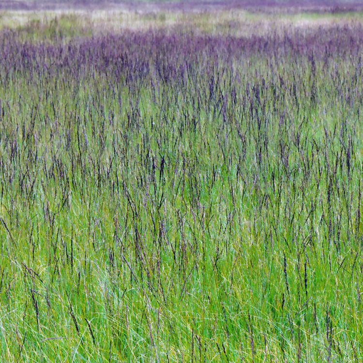 Moorhexe Purple Moor Ornamental Grasses Pot Grown 2L