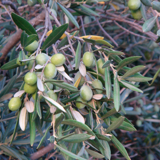 Multi Head Olive Trees (Olea Europaea Multi Head Cloud)