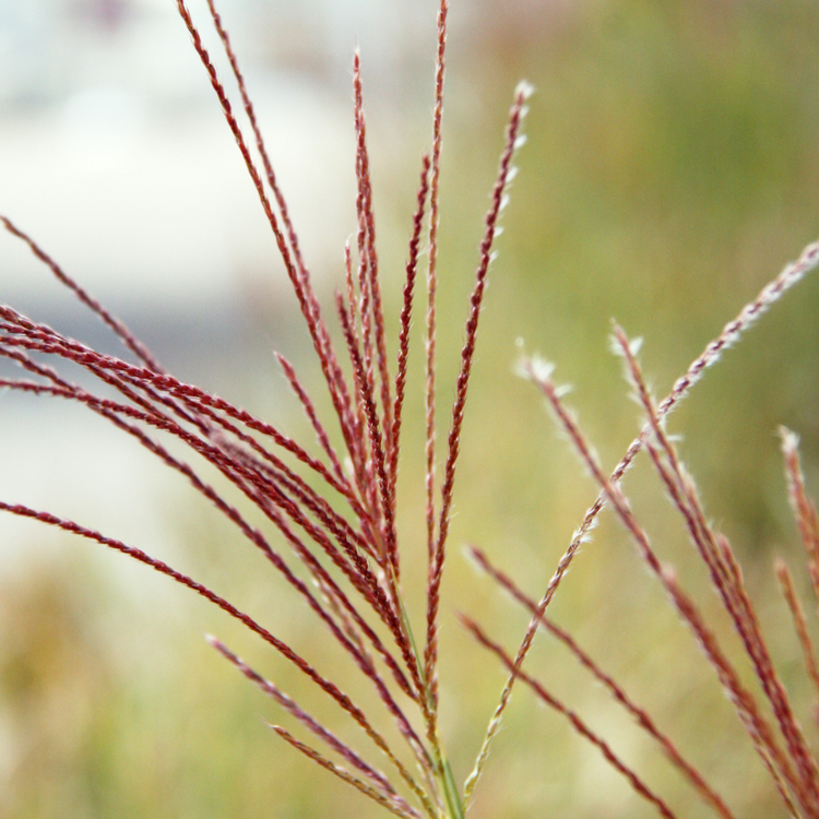 Pheasant Tail Ornamental Grasses Pot Grown 2L