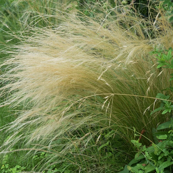 Pony Tails Ornamental Grass Pot Grown 5L