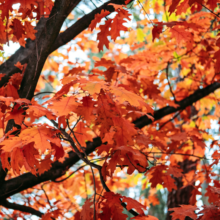 The Red Oak Ornamental Tree Pot Grown 30L 8/10