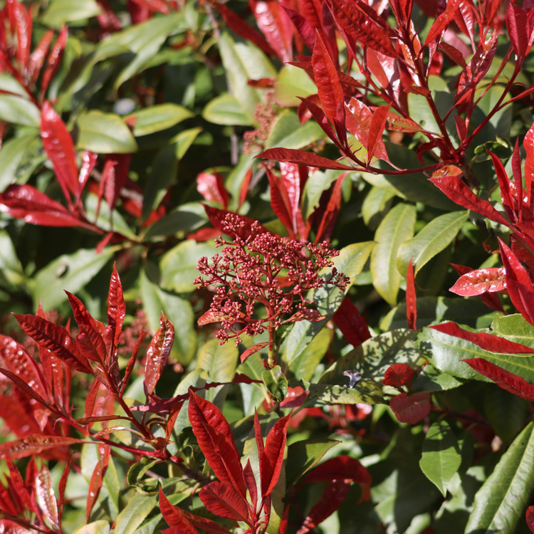 Red Robin Pleached Tree Pot Grown 55L Girth 12/14 190 Stem Frame 120x150