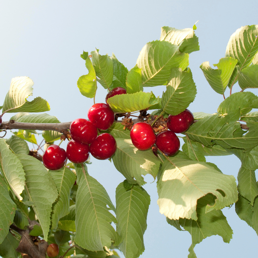 Regina Cherry Fruit Tree Pot Grown 7.5L 100 Trellis (x28) Multi-deal