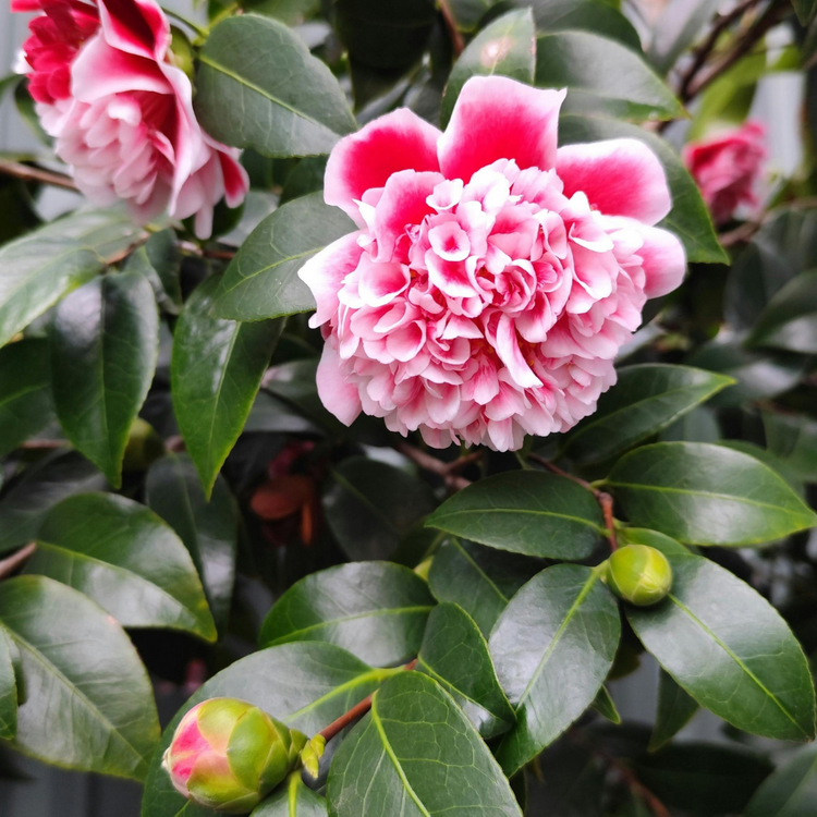 Rosedales Beauty Camellia Italian Plants Pot Grown 7.5L 80/100cm