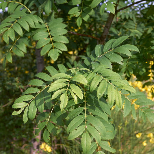 Rowan (Mountain Ash) Root ball 100/125cm