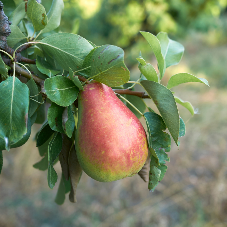 Saint Remy Pear Fruit Tree Pot Grown 7.5L 1/2 Std (x28) Multi-deal