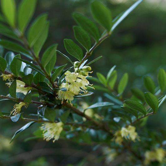 Lonicera Hedge (Shrubby Honesuckle) Pot Grown 2L 20/40cm (x50) Multi-deal
