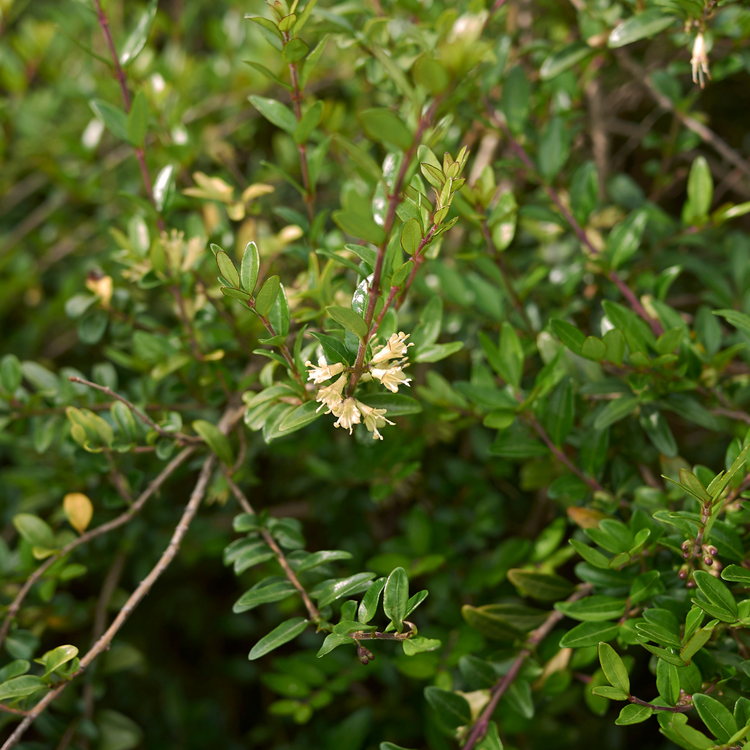 xShrubbyHoneysuckleHedge2