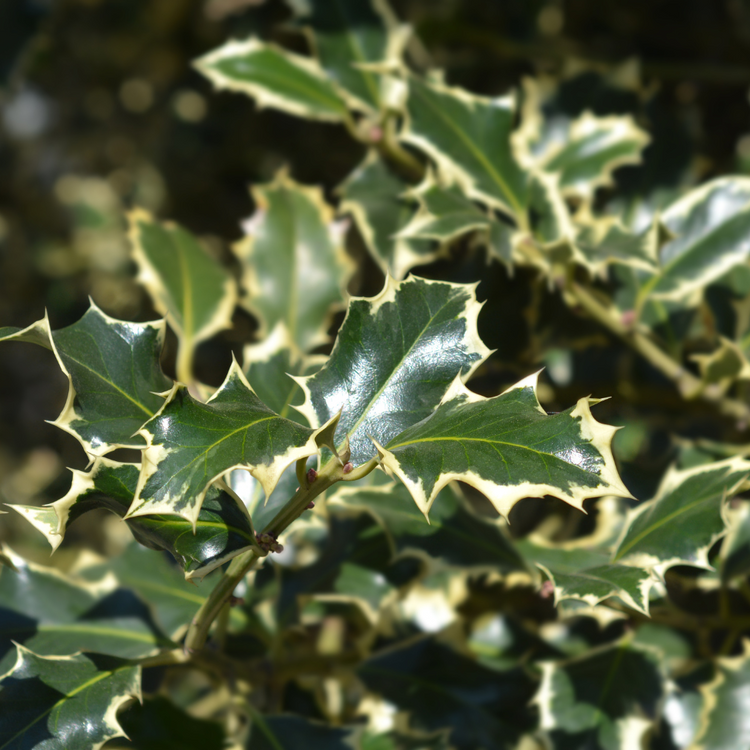 Silver Margined Holly Italian Plants Pot Grown 25L 150/175cm