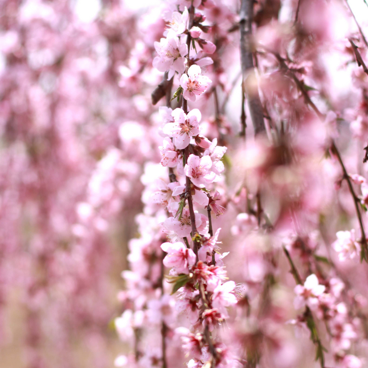Weeping Cherry Snow Fountains Ornamental Tree Pot Grown 10L 1/2 Std (x14) Multi-deal