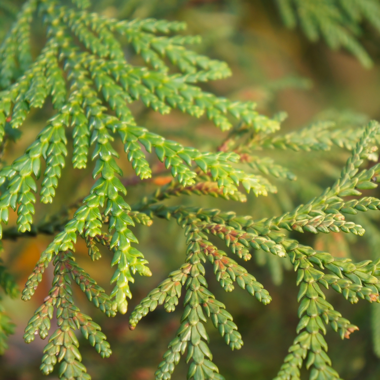 Western Red Cedar Pot Grown 7.5L 125/150cm