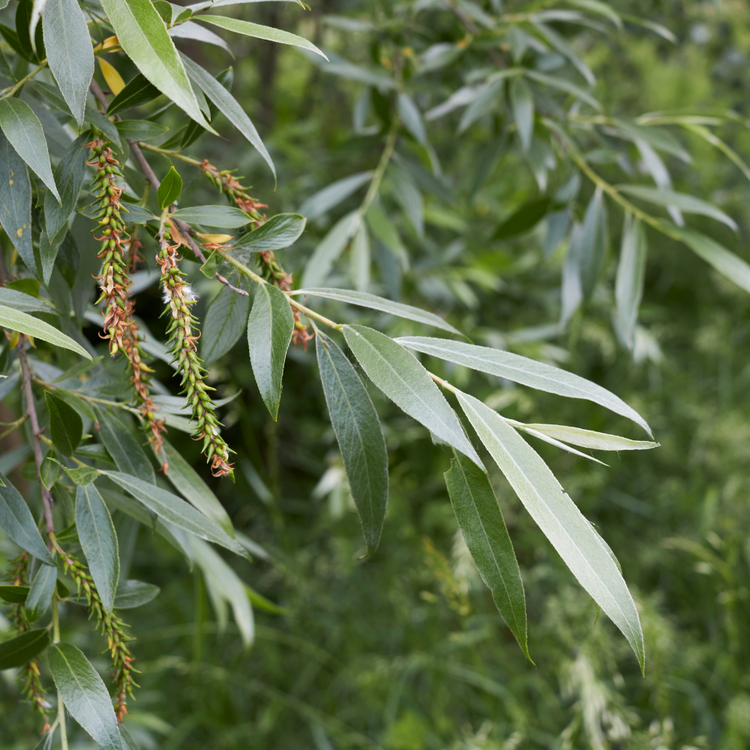 White Willow Bare root 100/125cm (x50) Multi-deal