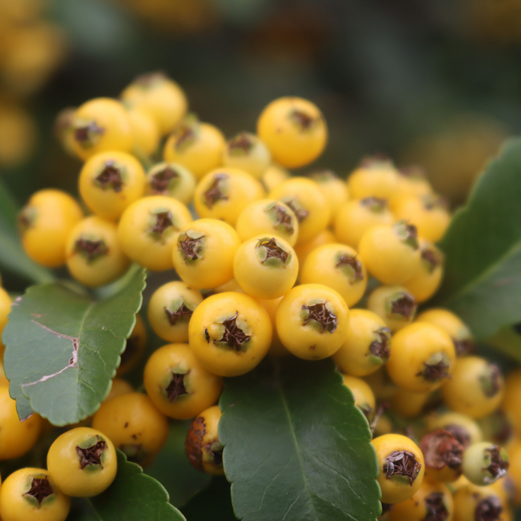 xYellowFirethornHedge2