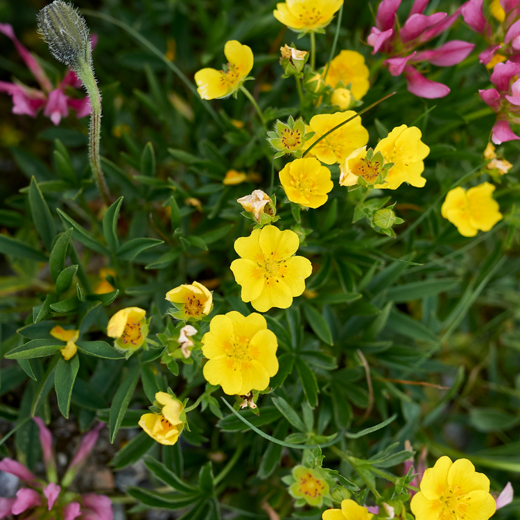 xYellowPotentillaHedge2