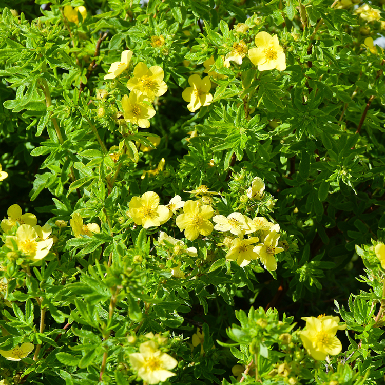 xYellowPotentillaHedge3