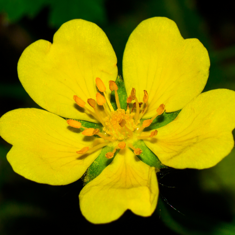 xYellowPotentillaHedge4