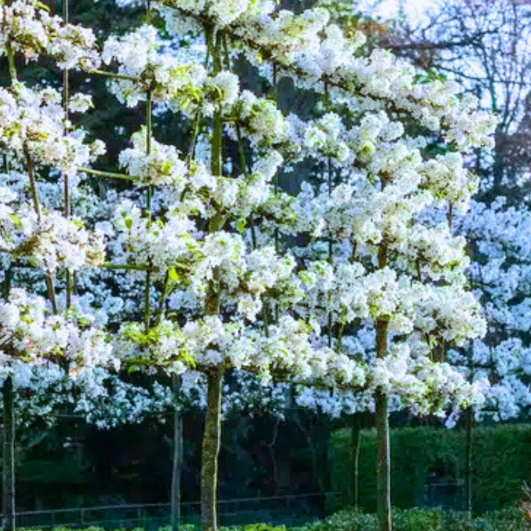 Evereste Crab Apple Pleached Tree Pot Grown 55L 200/225cm Stem Girth 12/14 Frame 120x120