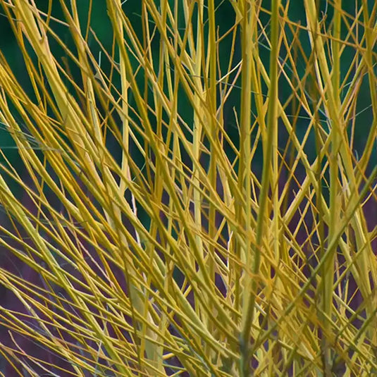 Dogwood Yellow Stemmed Hedging...
