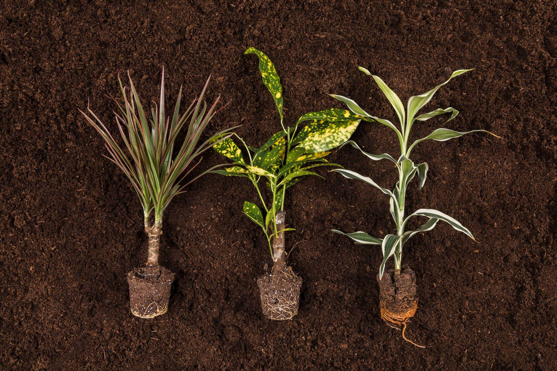 Fast-Growing vs Slow-Growing Plants: Which Is Better Long-Term?