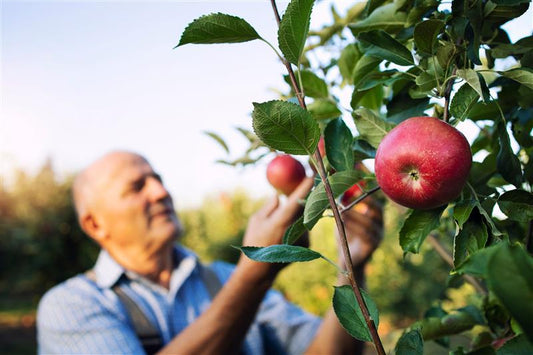 Fruit Tree Trends 2026: How UK Gardeners Are Growing More Food in Smaller Spaces