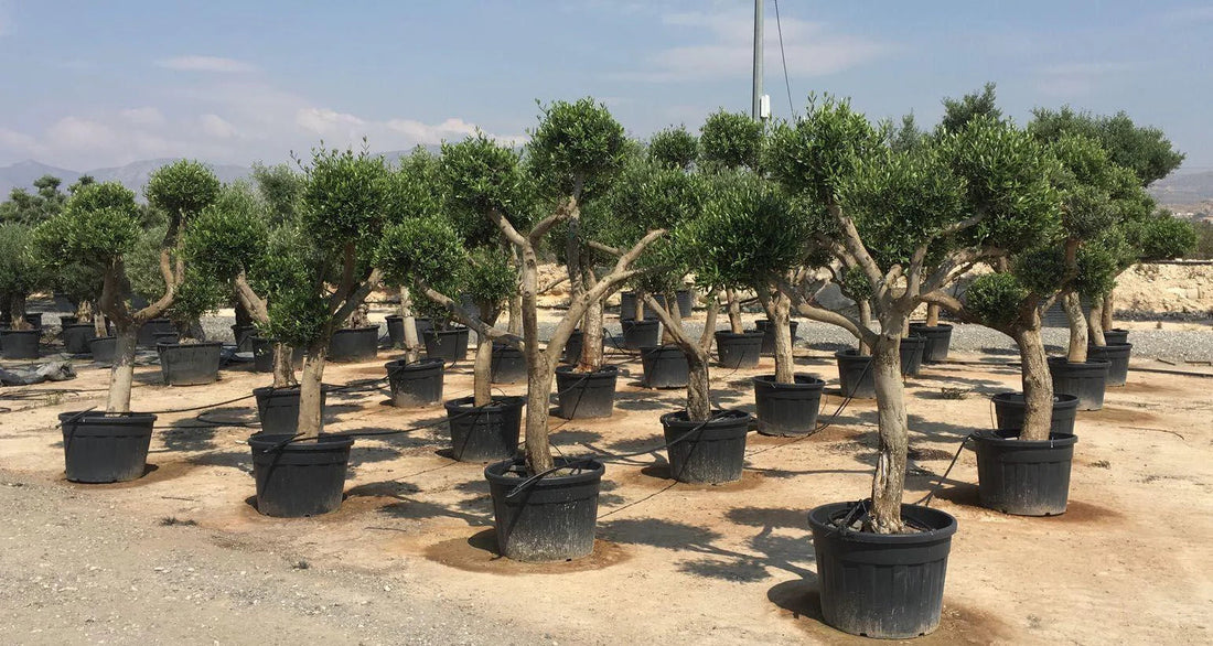 The Art of Shaping Nature: How Pom Pom Olive Trees Transform Any Space Into Living Sculptures