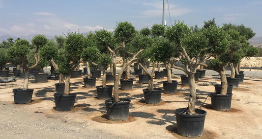 The Art of Shaping Nature: How Pom Pom Olive Trees Transform Any Space Into Living Sculptures