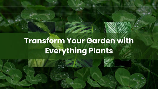 Everything Plants: Your Go-To Destination for Garden Beauty and Inspiration