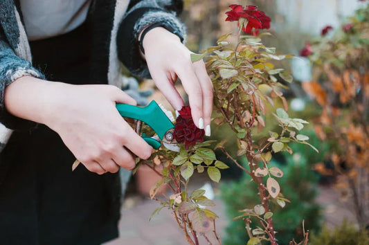 Seasonal Pruning Guide: When and How to Prune Shrubs, Roses & Climbers in the UK