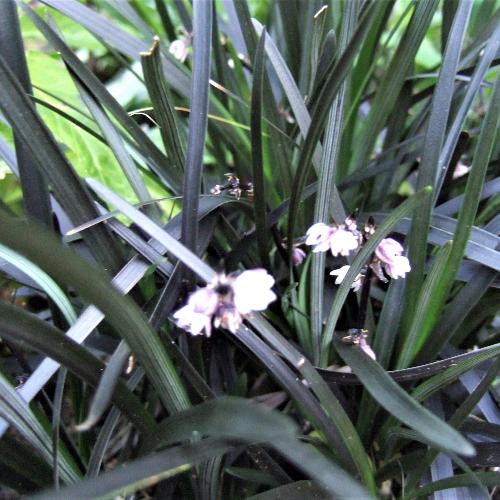 Black Mondo Ornamental Grasses (Ophiopogon Planiscapus Nigrescens)