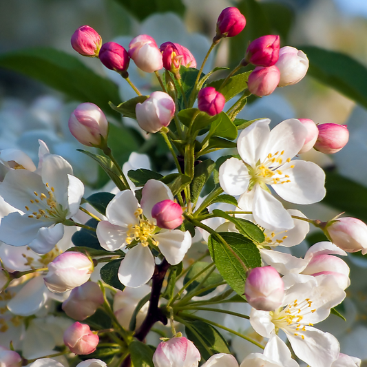 Evereste Crab Apple Ornamental Tree (Malus 'Evereste')