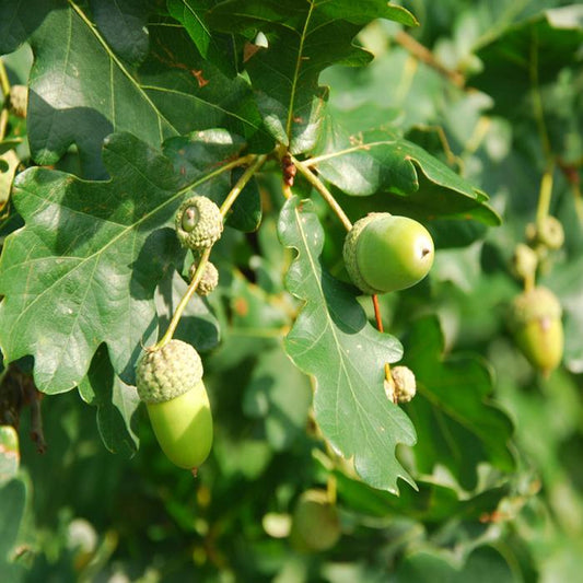 English Oak  Ornamental Tree (Quercus Robur)