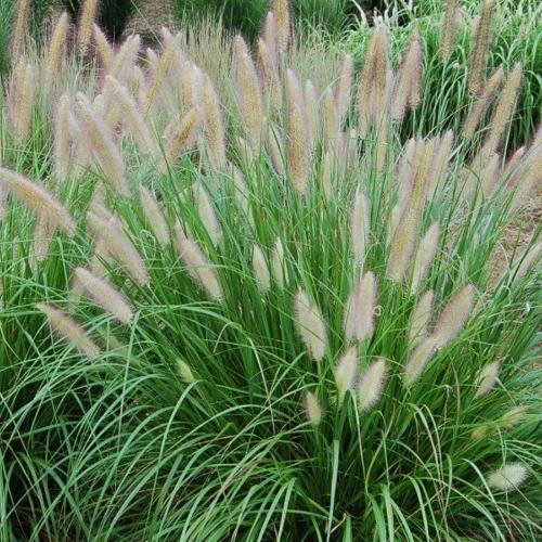 Fountain Ornamental Grasses (Pennisetum Alopecuroides)