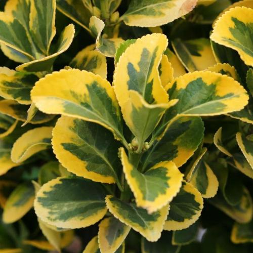 Golden Variegated Japanese Spindle Italian Plants (Euonymus Japonicus Aureomarginatus)