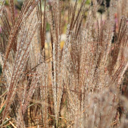 Kleine Silberspinne Maiden Ornamental Grasses (Miscanthus Sinensis Kleine Silberspinne)